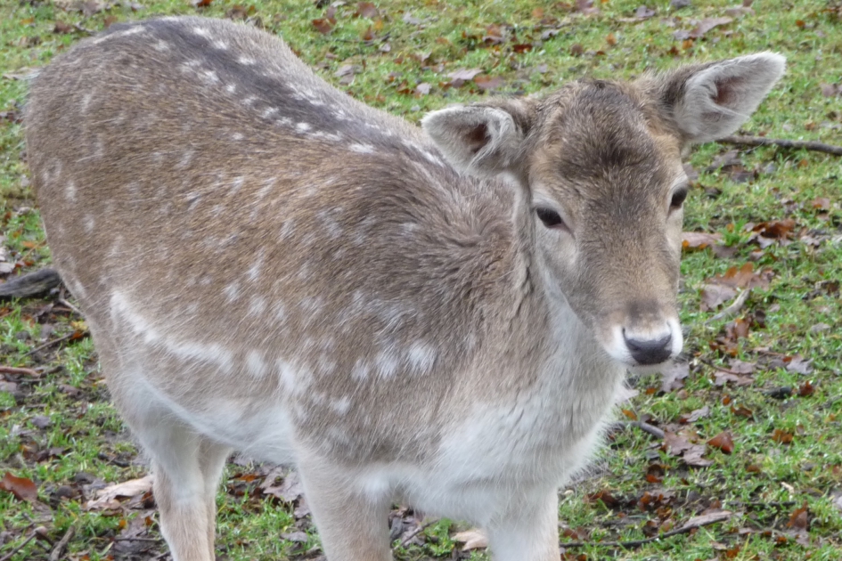 Damhertje - Zoogdieren - 
