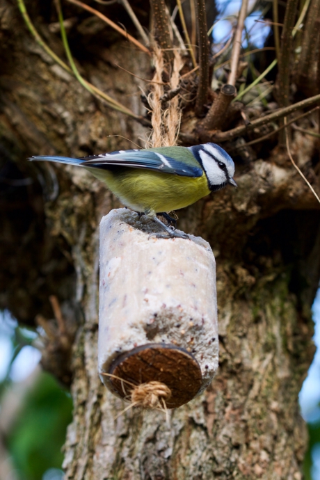 De pimpelmees in de tuin