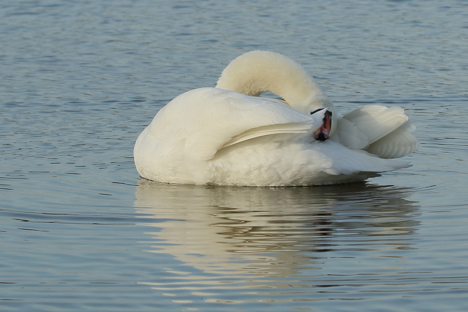 deze foto wordt oogluikend toegestaan - Vogels - knobbelzwaan