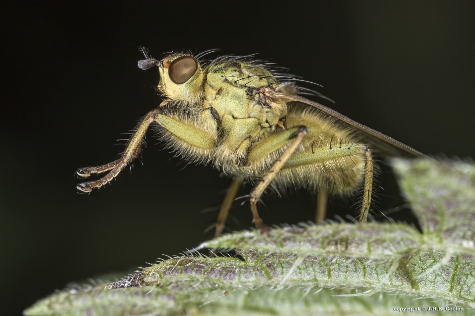 Drekvlieg - Geleedpotigen - Drekvlieg