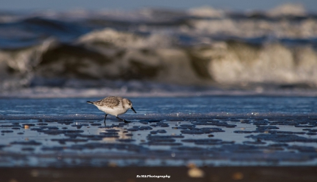 Drieteenstrandloper.