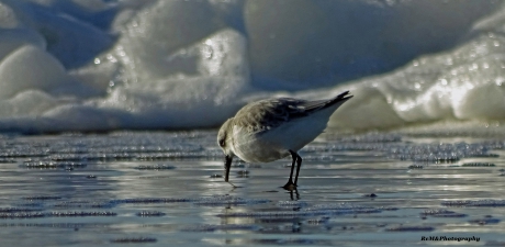 Drieteenstrandloper.