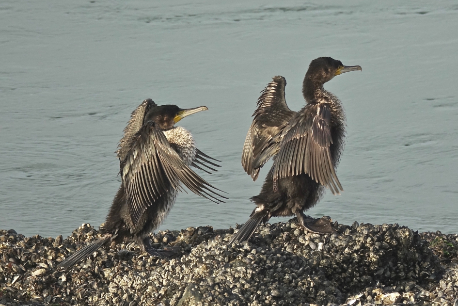 Droogzwemmende Aalscholvers - Vogels - Aalscholver