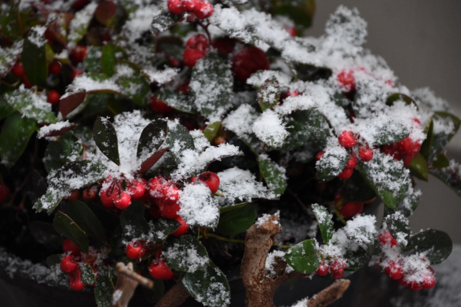 Een beetje sneeuw... - Planten - 