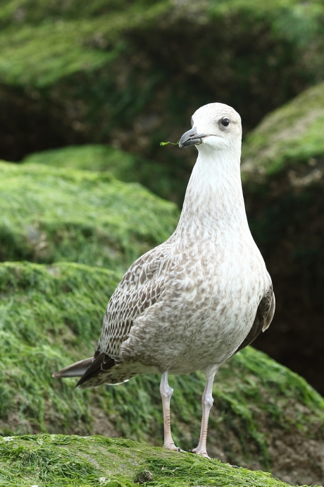 een klein hapje voor deze zilvermeeuw -1ste kalenderjaar-