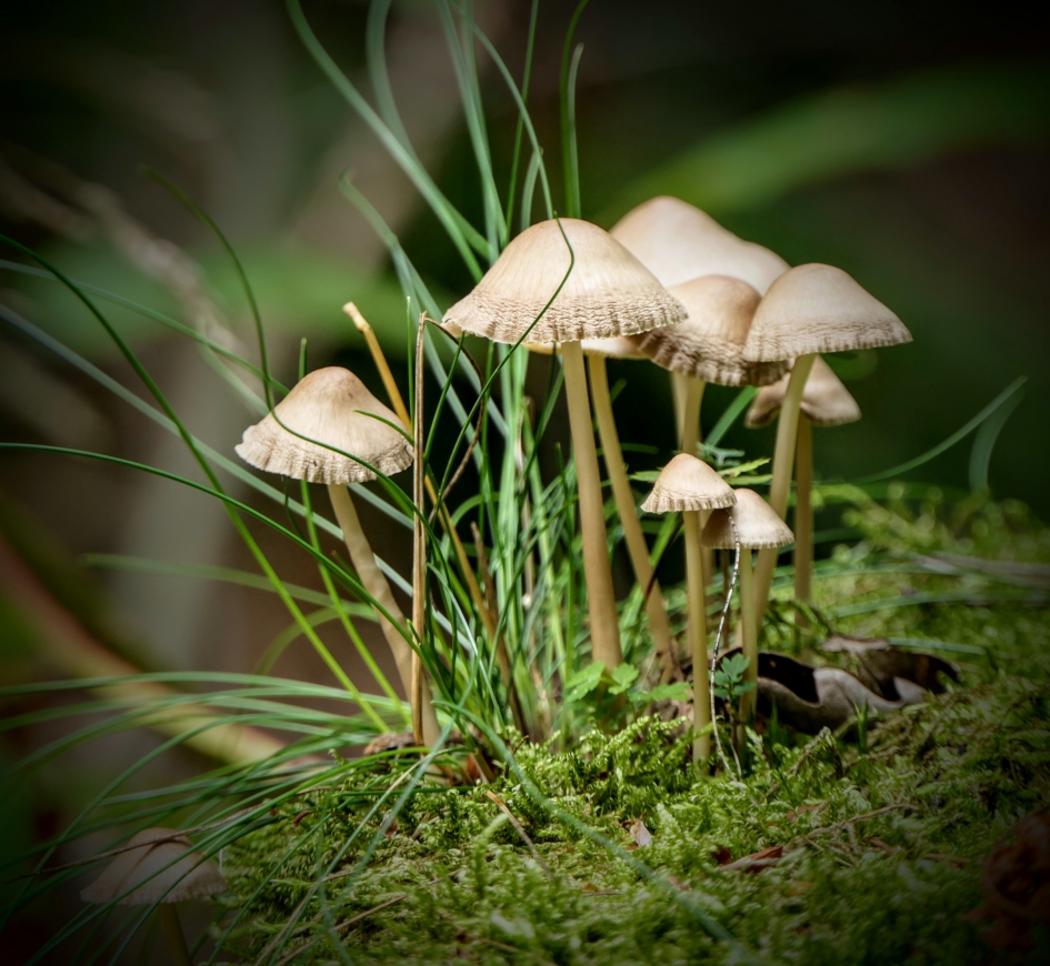 Een mooi 2019. - Schimmels - Paddenstoel