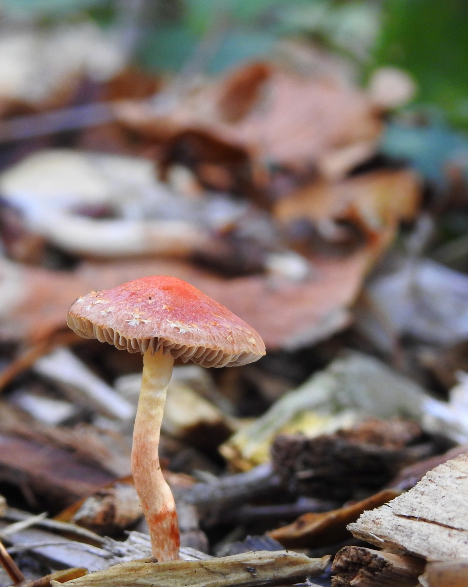 Eenmaal - Schimmels - Oranjerode stropharia