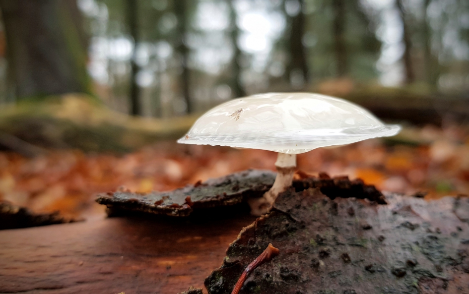 Eenzaam maar statig - Schimmels - Porseleinzwam