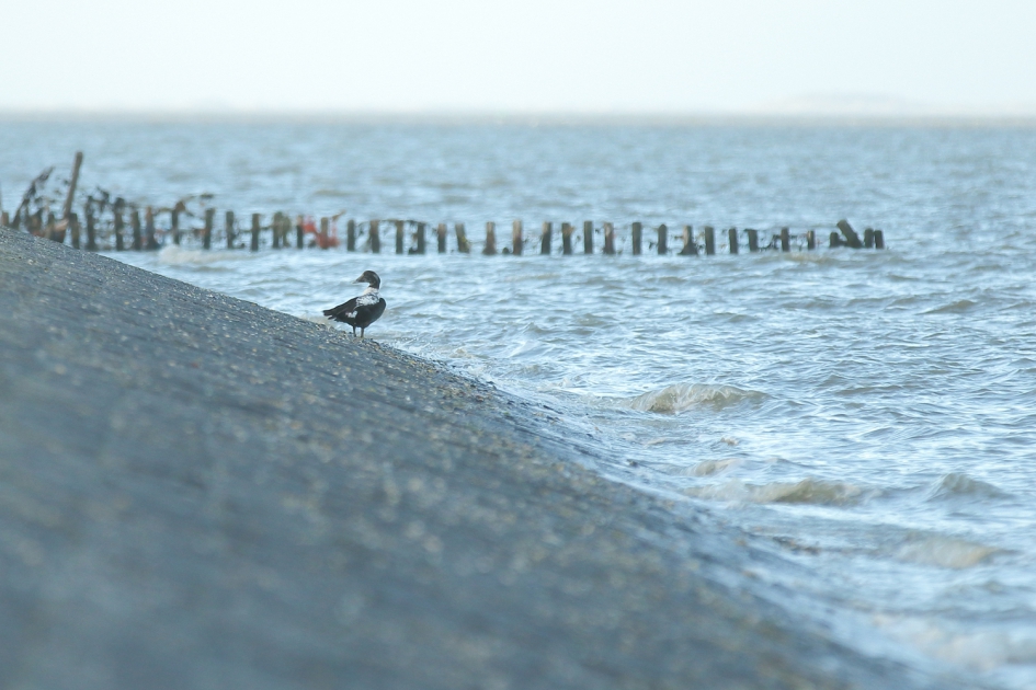 eider - Vogels - eider