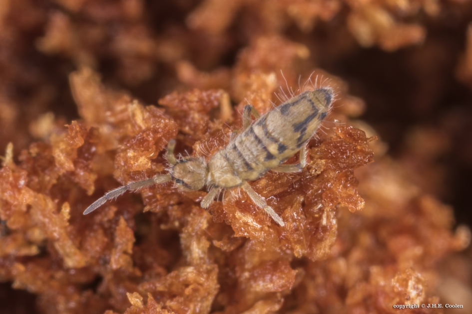 Entomobrya nivalis - Geleedpotigen - 