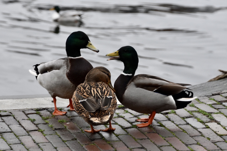 Even overleg.... - Vogels - 