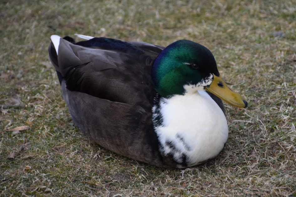 Even rust.. - Vogels - 