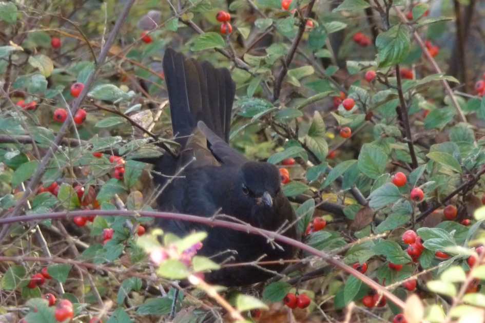 Even rusten - Vogels - 