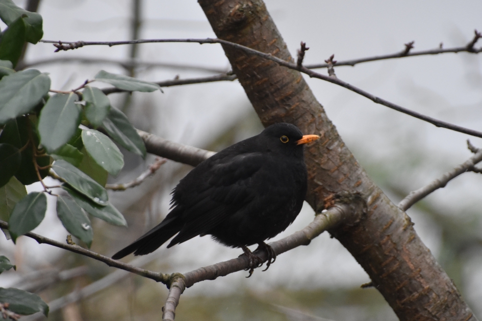 Even uitrusten... - Vogels - 