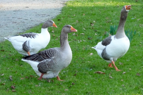 Fam gans
