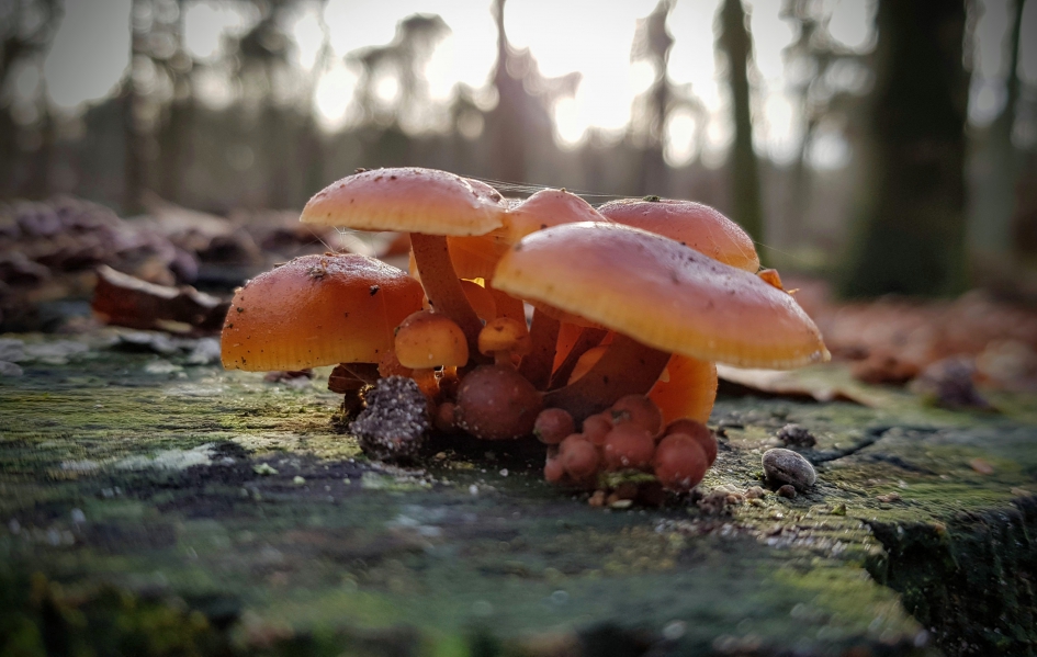 Fluweelpootjes - Schimmels - Fluweelpootje