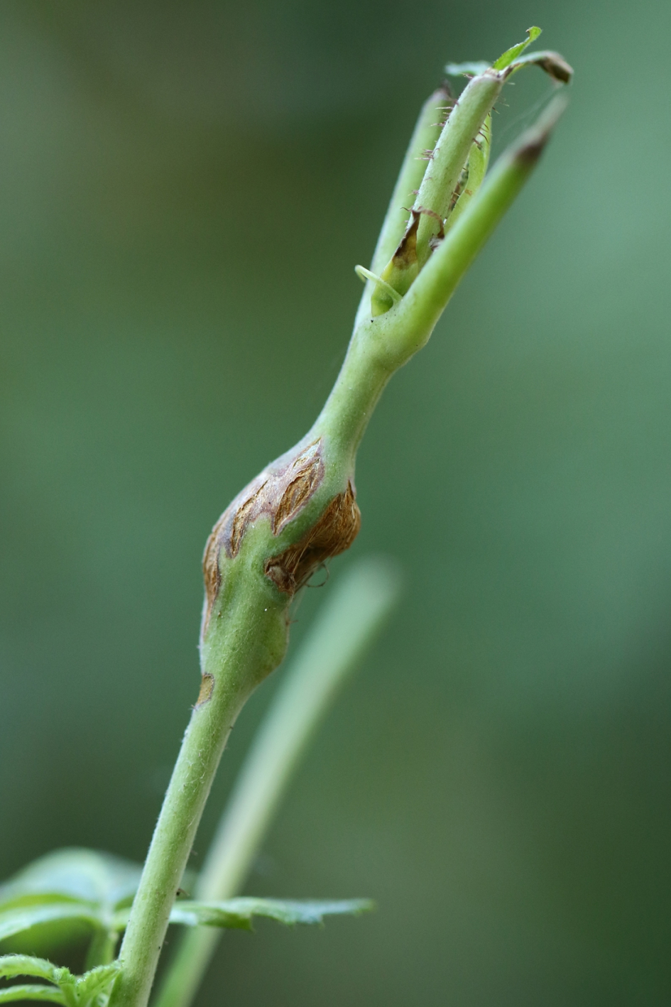 frambozentakgalmug - Geleedpotigen - frambozentakgalmug