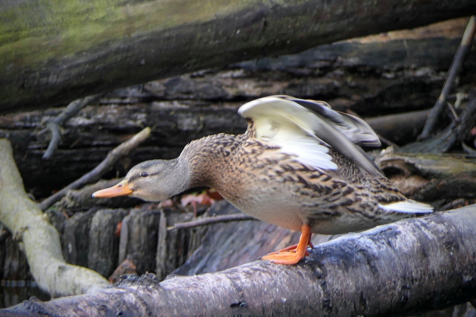 Frisse duik - Vogels - Wilde eend