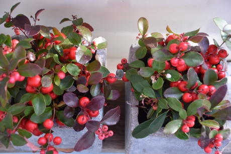 Gaultheria