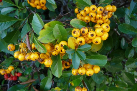 Gele bessen