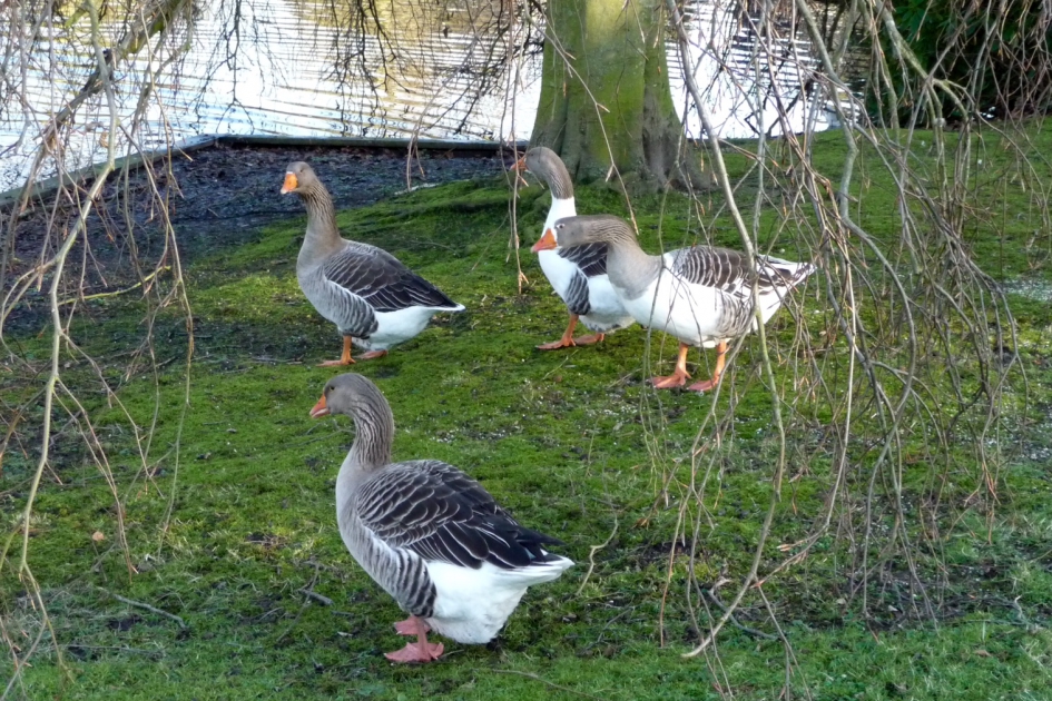 Gemeenteganzen - Vogels - 
