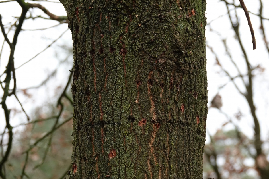 Geringelde Eik - Vogels - Boomklever