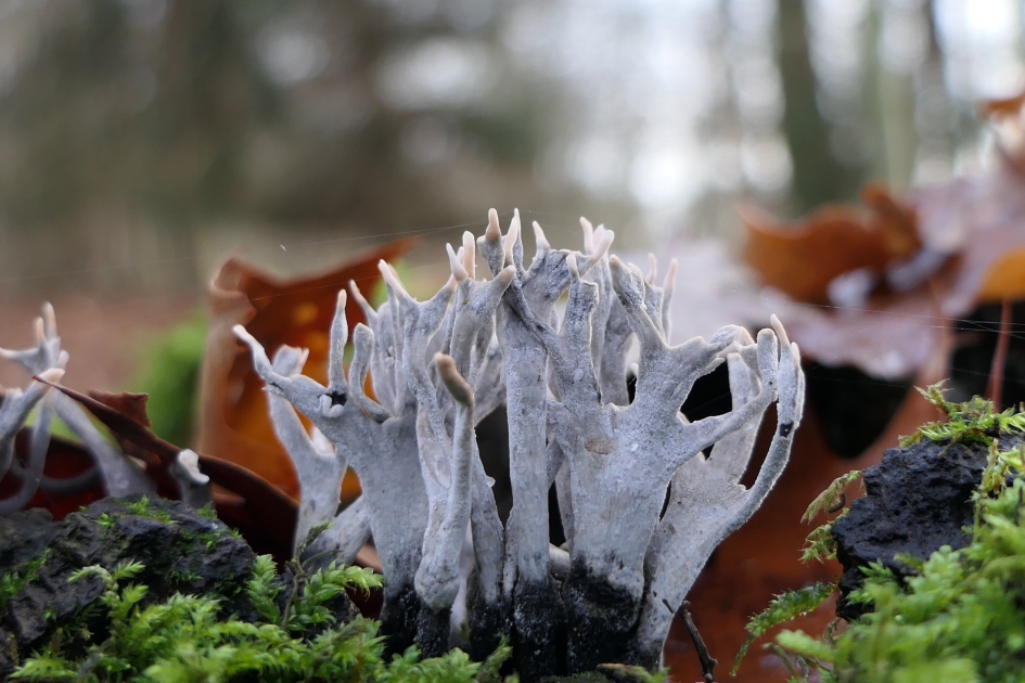 Waar is Rudolf ? - Schimmels - Geweizwam