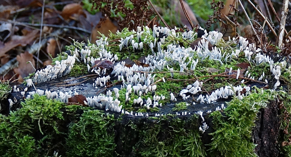 Zwammenfeest - Schimmels - Geweizwam