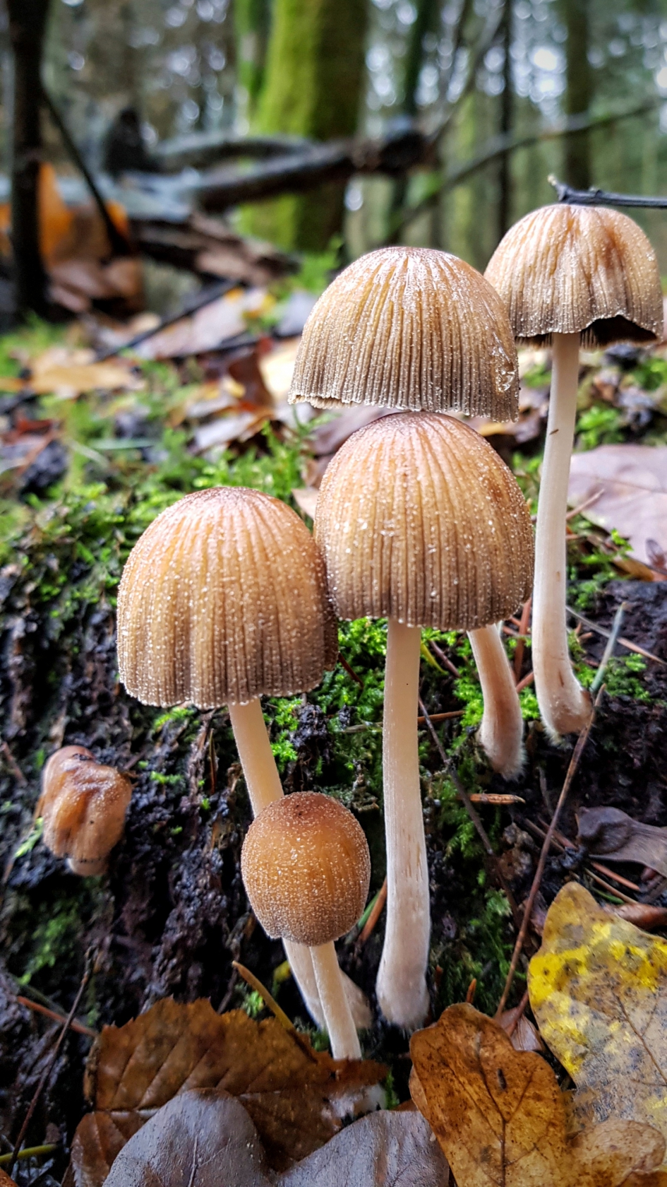 Gezellig clubje - Schimmels - Inktzwam