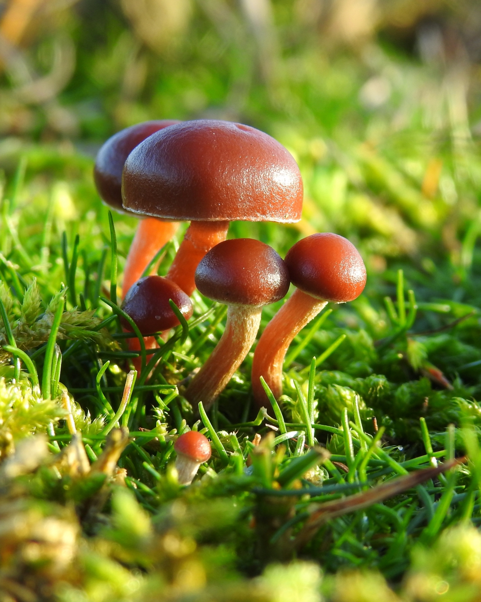 Gladde koppies - Schimmels - 