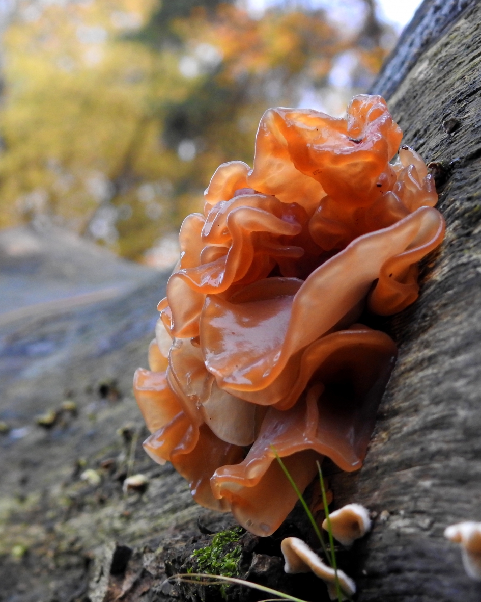 Glanzend en glazig - Schimmels - Bruine trilzwam