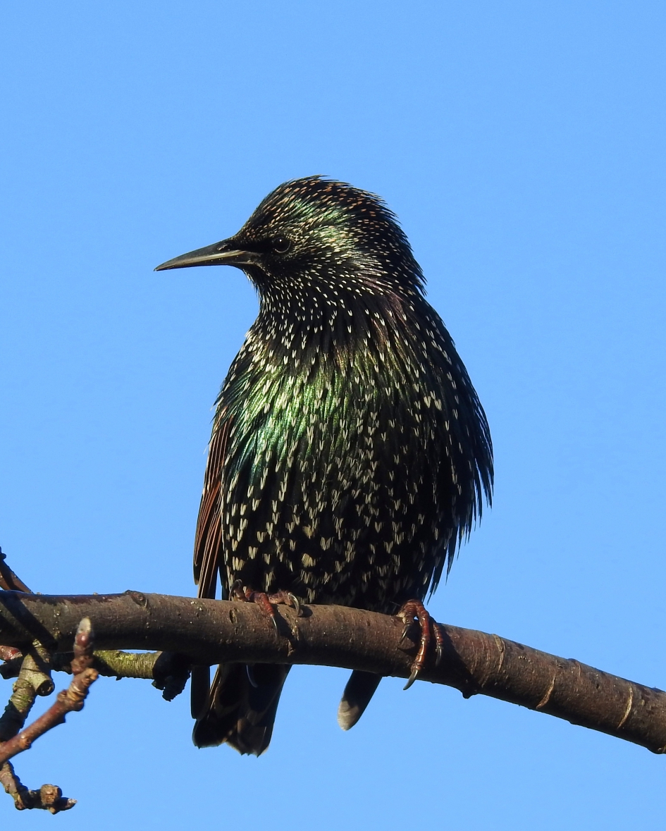 Glanzend gepoetst - Vogels - Spreeuw