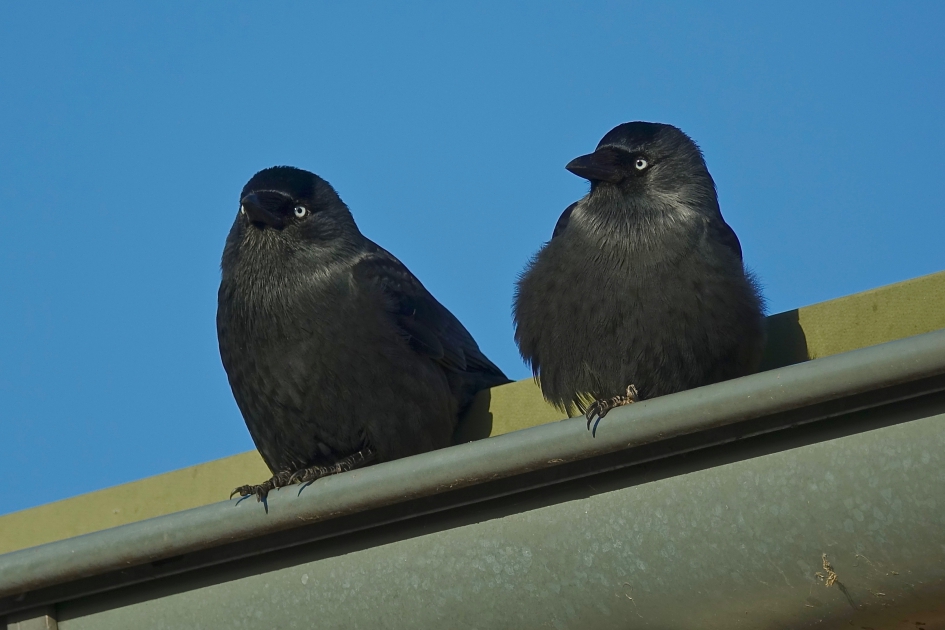 Gootpaar - Vogels - Kauw