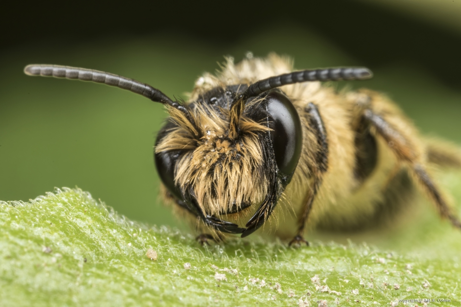 Grasbij - Geleedpotigen - Grasbij