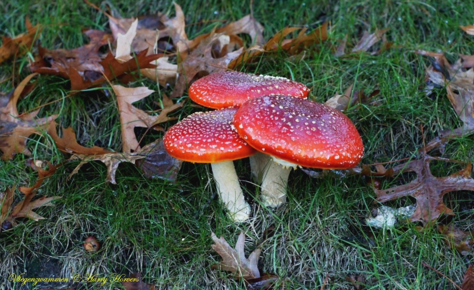 Groepje Vliegenzwammen - Schimmels - Vliegenzwammen