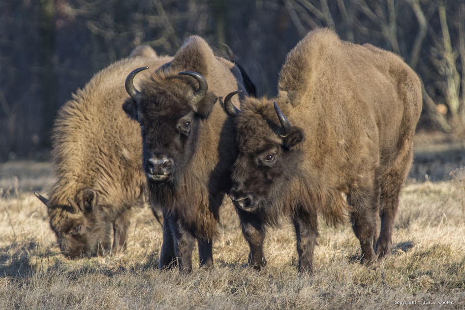 Groeten uit.... - Zoogdieren - Wisent