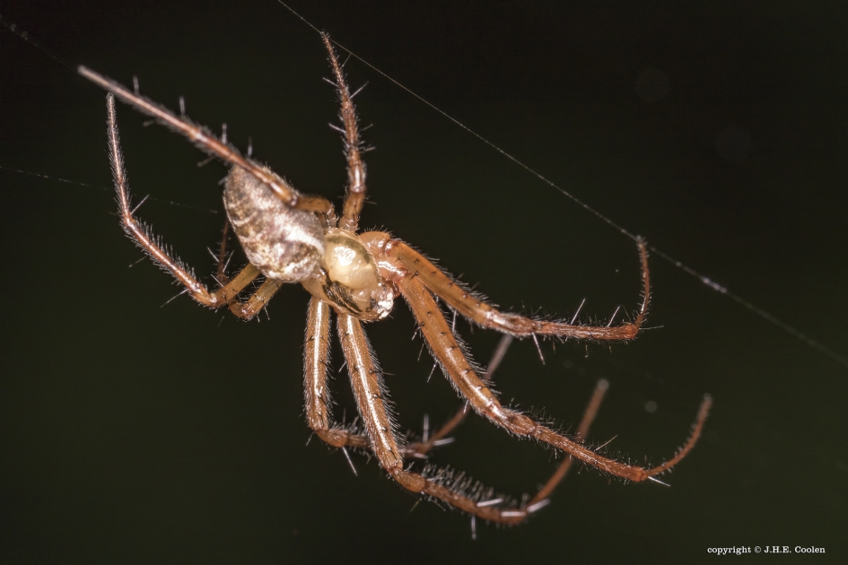 Groot..... - Geleedpotigen - spin(netje)