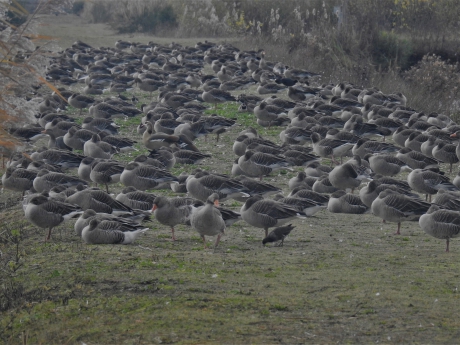 Grote groep rustende grauwe ganzen