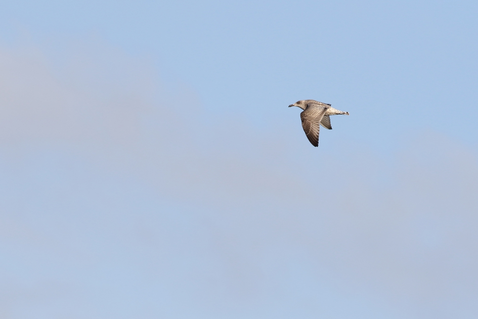 grote mantelmeeuw - Vogels - grote mantelmeeuw
