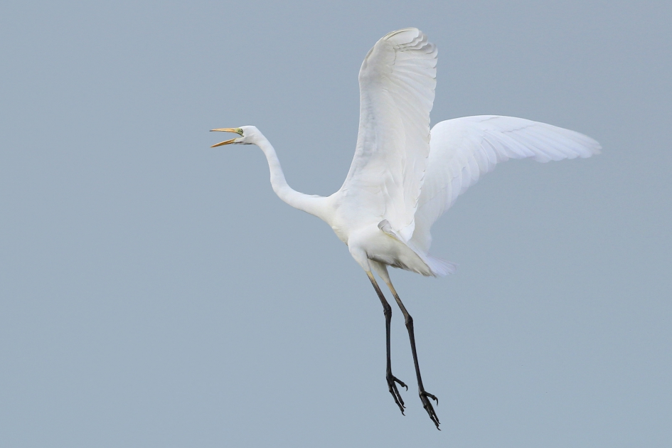 Grote Zilverreiger - Vogels - Grote Zilverreiger