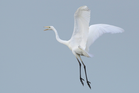 Grote Zilverreiger