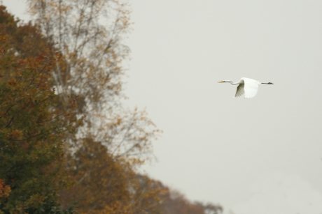 grote zilverreiger