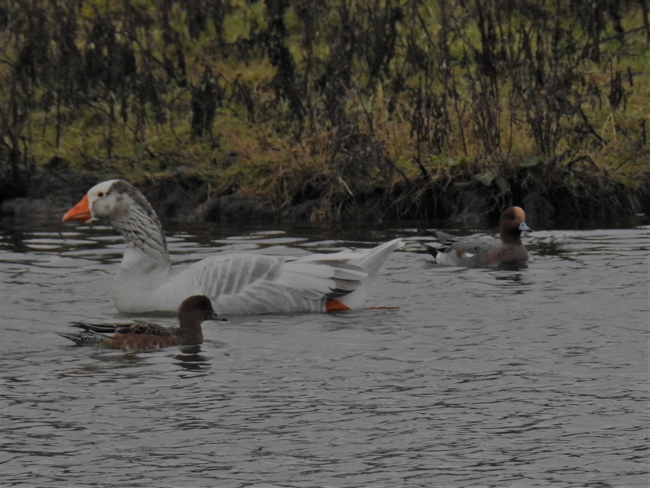 Halfbloed Indische gans en een paartje smienten - Vogels - 