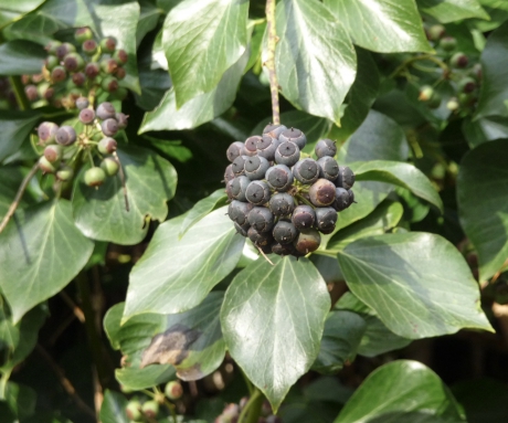 Hedera