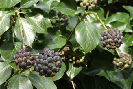 Hedera