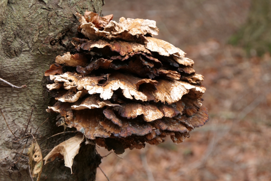 Heel veel ge"zwam" - Schimmels - Zwam