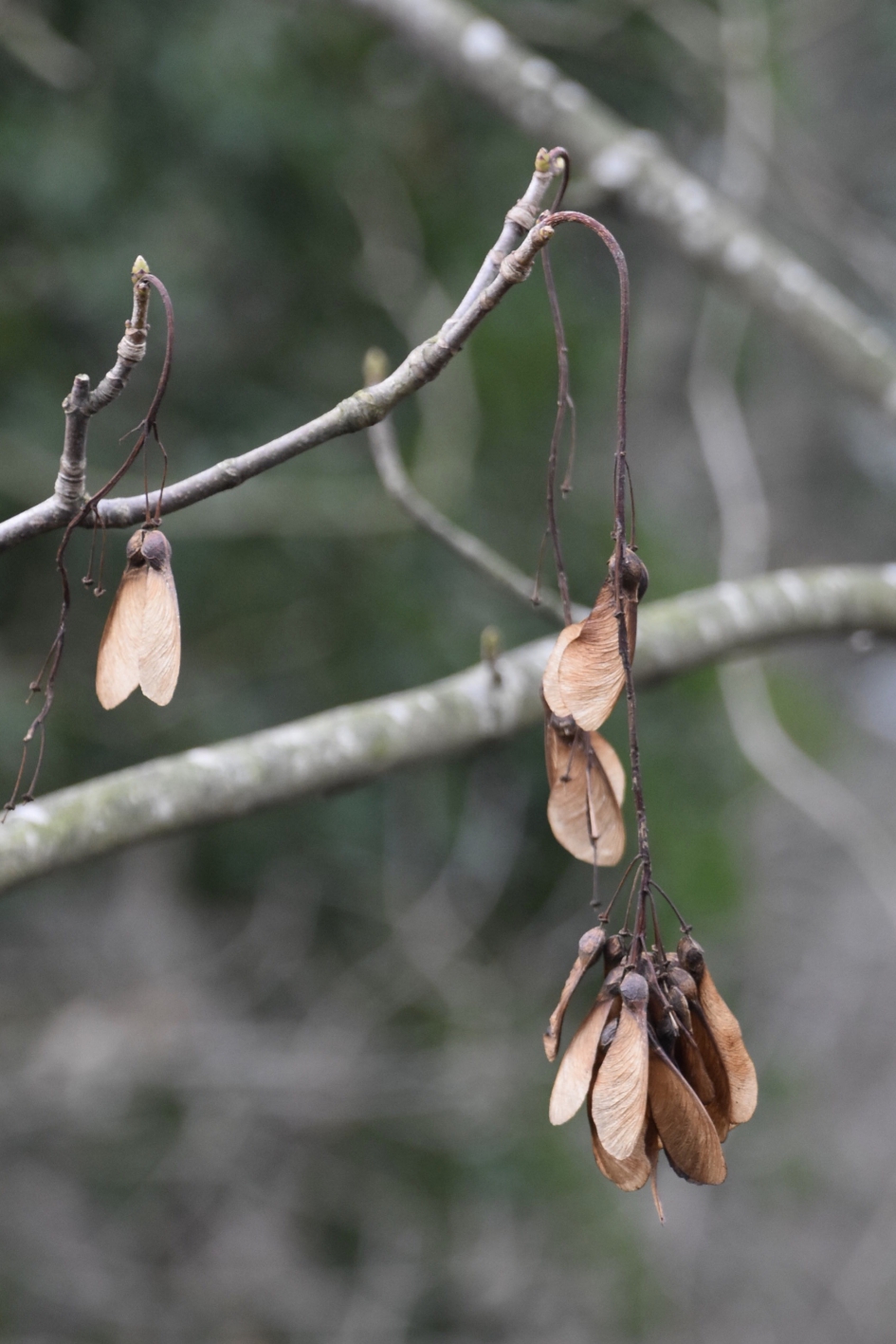 Helikoptertjes - Planten - 