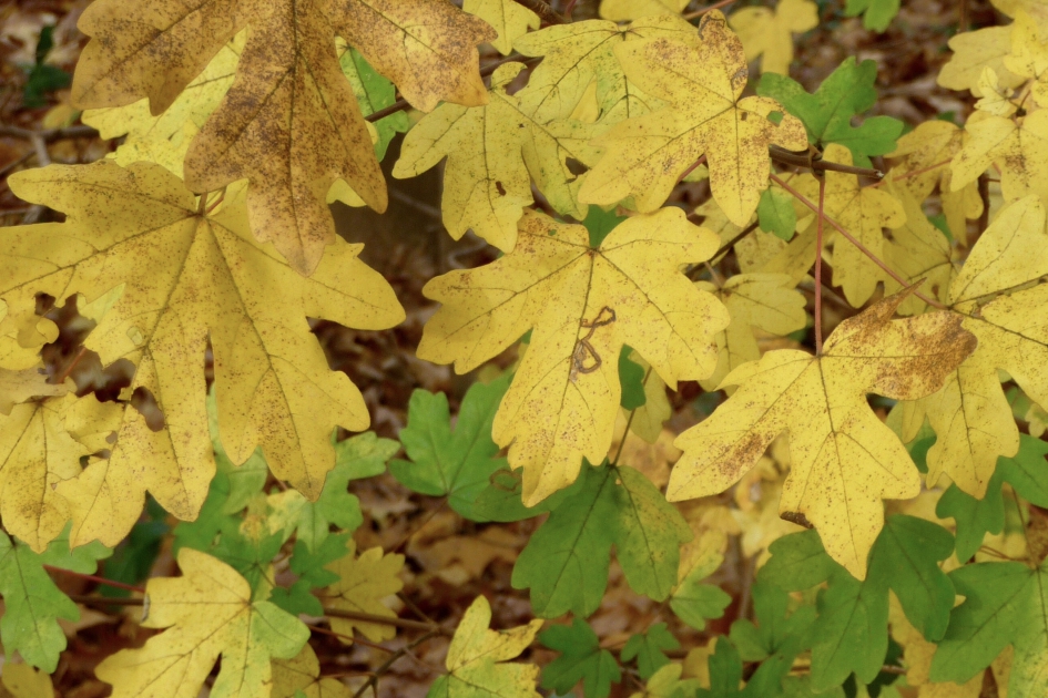 Hier en daar nog herfstkleuren - Planten - 