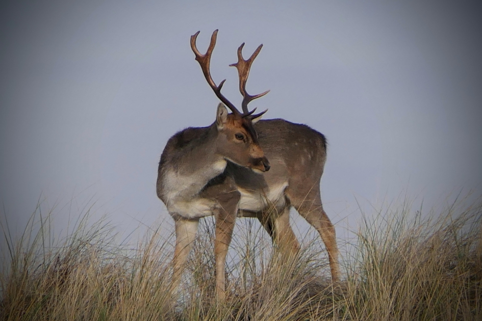 Hier sta ik. - Zoogdieren - Damhert
