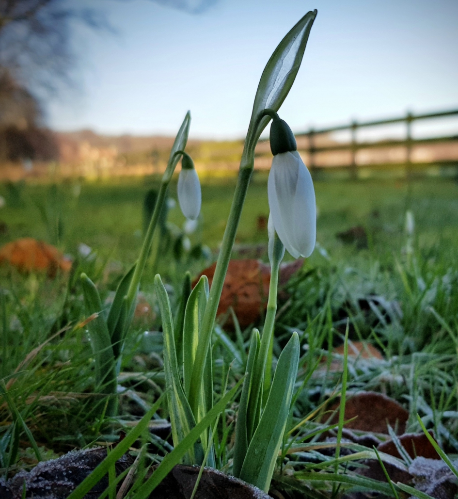 Hier sta ik dan zonder sneeuw. - Planten - Sneeuwklokje